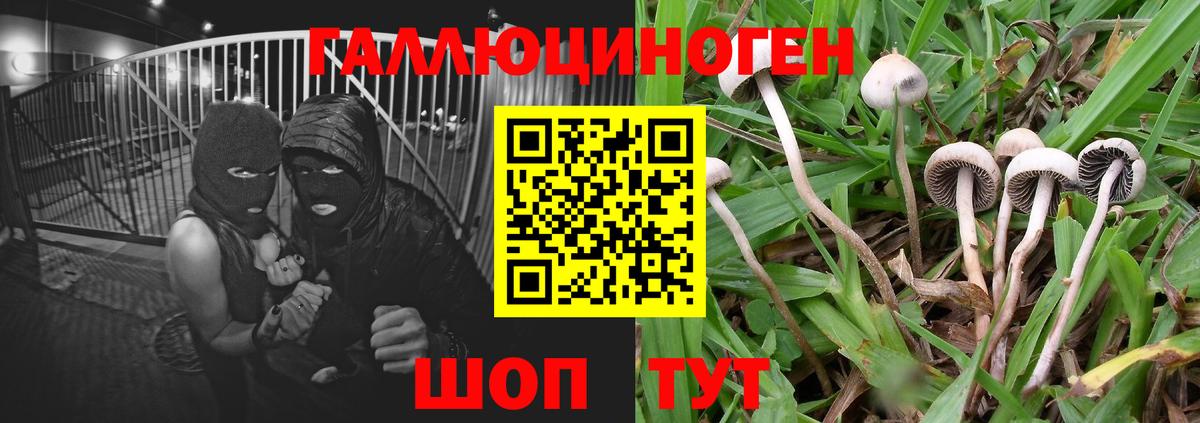 Галлюциногенные грибы Psilocybe Новороссийск